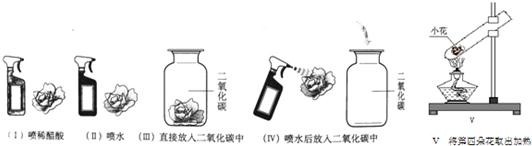 某同学取四朵用石蕊溶液染成紫色干燥的小花.按下列Ⅴ图示做实验.