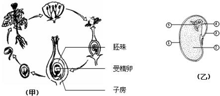 图中所示植物的传粉方式为 异花 异花传粉,甲图所示的生殖方式为 有性