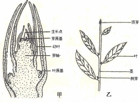 生活着一种桉树.树高近百米.它的茎是由什么发