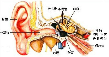 的振动通过听小骨听小骨传到内耳.刺激耳蜗内