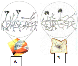 据图填空(1)a是青霉青霉菌 b是曲霉曲霉菌(2)图中顶端成串的是孢子