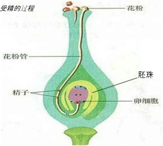 (2007枣庄)被子植物的卵细胞存在于下列哪一结构中?( )