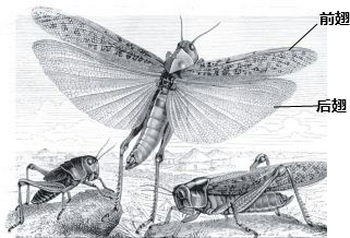 下列关于蝗虫翅的特点和作用的叙述中.正确的