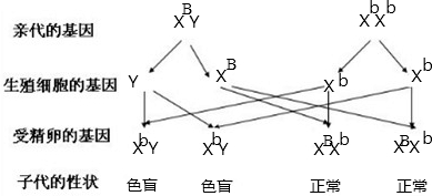 色盲是一种伴随着性别遗传的隐性遗传病.色盲基因b位于x性染色体上.