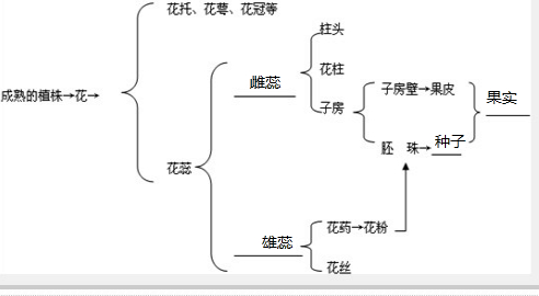 请你用图示法表示花的结构及其与果实形成的关系