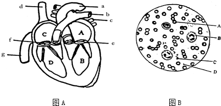 看图回答问题.(1)图A是心脏结构图.据图回答.?①在心脏的四个腔中.图中代表左心室的编号是BB.?②血液从图中D出发流进b.最后汇集到c流回到A的过程叫肺循环肺循环.③图中流静脉血的血管有b.d.gb.d.g.?(2)图B是血涂片在显微镜下的一个视野图.请据图回答:?①写出图中字母代表的血液成分.?A红细胞红细胞 B白细胞白细 题目和参考答案--精英家教网--