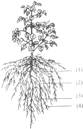 都是侧侧根.棉花的根系属于直直根系