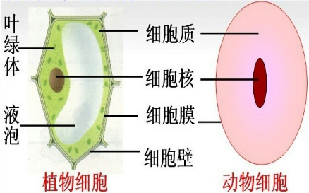 细胞膜和细胞质b.细胞核和细胞膜c.液泡和细胞壁d.