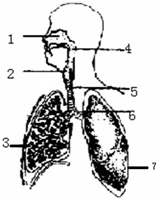 呼吸系统模式图.请据图回答:(1)对吸入气体有过