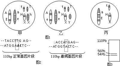 如图是某种生物生殖细胞内染色体情况示意图,则该种生物的基因型以及