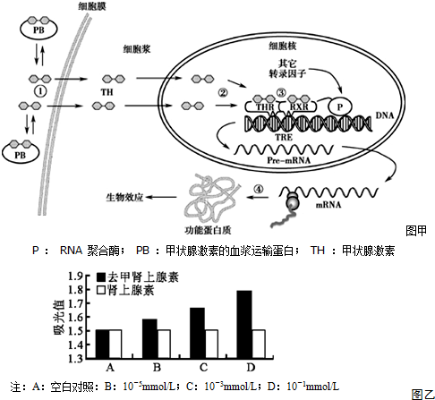 图甲为甲状腺激素作用机制图解.