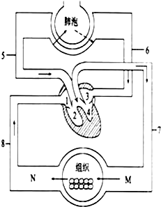 如图为人体血液循环模式图,据图回答问题