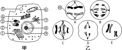 图甲是某高等动物细胞亚显微结构示意图,图乙是该动物体内5个不同分裂