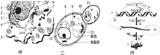 手绘细胞有丝分裂图