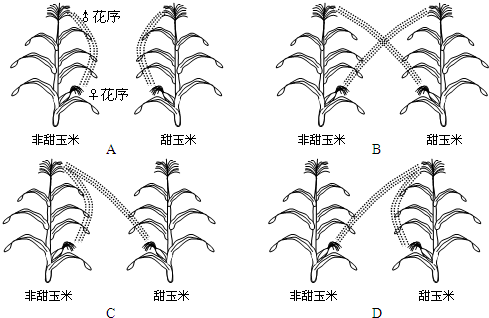 为了验证基因的分离定律,甲乙两组同学都将非甜玉米和甜玉米间行种植