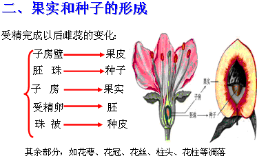 花的结构由花萼,花冠,雄蕊包括(花药(内生花粉)和花丝,雌蕊(包括柱头