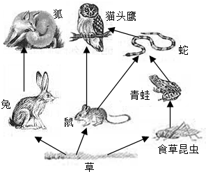 生产者和消费者之间的关系主要是捕食捕食和被