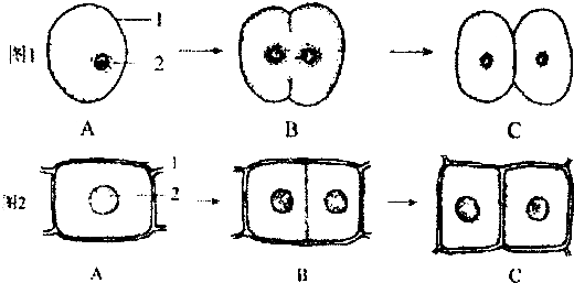 如图显示动物细胞和植物细胞分裂过程,据图回答问题.