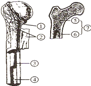 如图是长骨的结构示意图.请根据图回答:(1)长骨