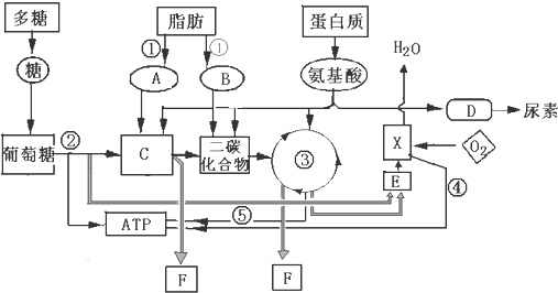 高中生物 题目详情如图表示淀粉,脂肪,蛋白质被人体摄入后的氧化分解