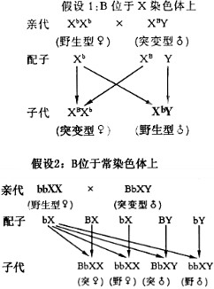 一只雌鼠的染色体上的某基因发生突变使得野生型变为突变型请回答下列