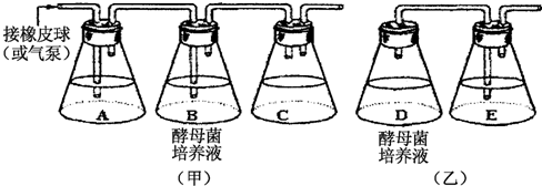 如图为"探究酵母菌细胞呼吸的方式 的实验装置图.