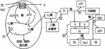 如图是光合作用和细胞呼吸过程示意图.据图回答下列问题