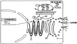 如图是α-淀粉酶合成和分泌的示意图,其中甲～丁表示有关结构②