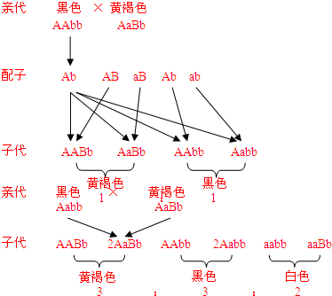 菜豆种皮颜色由两对非等位基因a(a)和b(b)调控.