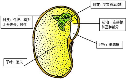 注明大豆种子结构各部分名称并写出作用或发育后的情况