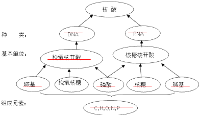 n,p,由基本组成元素组成核酸的基本单位是核苷酸,核苷酸分核糖核苷酸