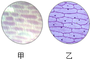 观察洋葱表皮细胞时.同学们看到图中甲.乙两种