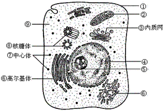 如图是动物细胞的亚显微结构示意图据图回答问题