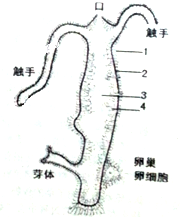 由水螅体壁围成的腔是体腔. ( )——青夏教育精英家教网