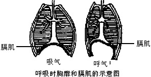 请用下列术语完成人体吸气过程概念图膈肌收缩肋间肌肺内气压下降肺