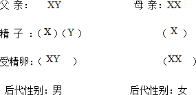 解:在亲代的生殖细胞形成过程中,经过减数分裂,两条性染色体彼此分离