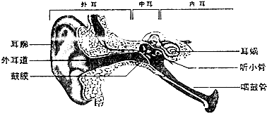 根据如图人耳的结构示意图,你认为听觉感受器位于)