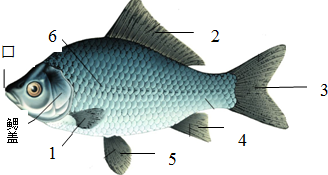 如图是鲫鱼的处部形态图.
