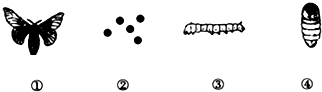 如图是家蚕发育的4个阶段示意图,据此回答问题