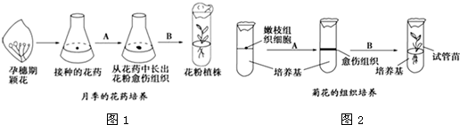 如图表示月季的花药离体培养和菊花的嫩枝组织培养过程,请据图回答