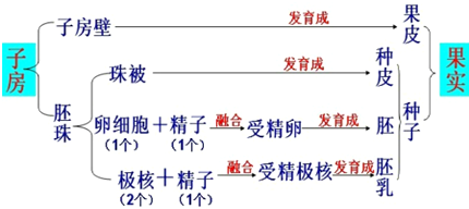 分析:当一朵花完成传粉与受精后,子房发育为果实,胚珠发育为种子