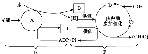 如图表示光合作用过程,请据图回答问题