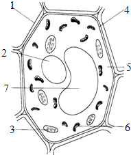 如图为植物细胞结构模式图.请据图回答问题:(1)对细胞