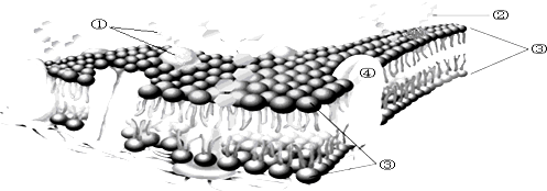 (1)科学家经历了长久的探索,才认识生物膜的结构,如图,该模型叫