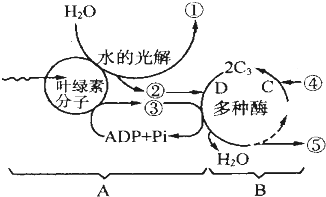 如图是光合作用过程的图解,请据图回答