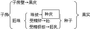 请将下列子房里各结构的发育情况用线连接起来.