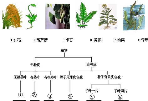 (2)请将图中6种植物的所属类群按照从简单到复杂的顺序排列起来.