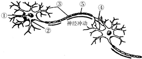 如图是神经元结构模式图,请据图填写标号所表示的结构