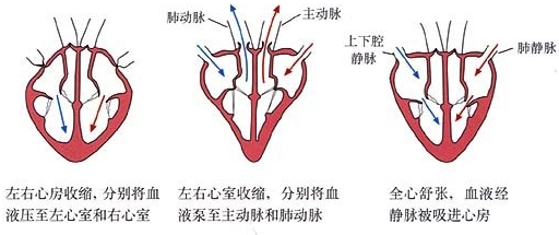 心房收缩时.血液流动的方向是( ) A.心室→心房