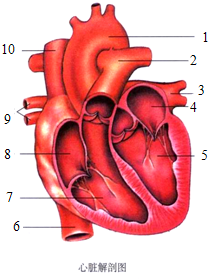 如图为心脏结构图,据图回答:心脏主要由 构成,分为四个腔,分别是:4